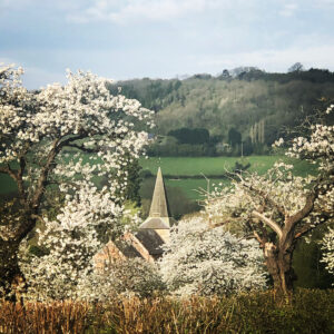 Cherry blossom and Coreley church