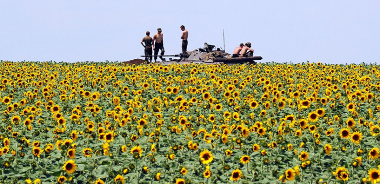 Ukraine sunflowers
