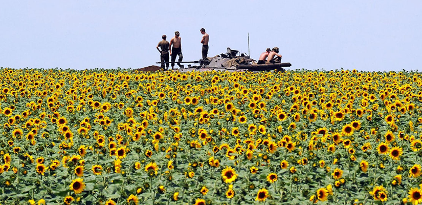 Ukraine sunflowers