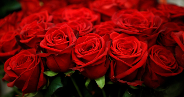 Photo of red roses