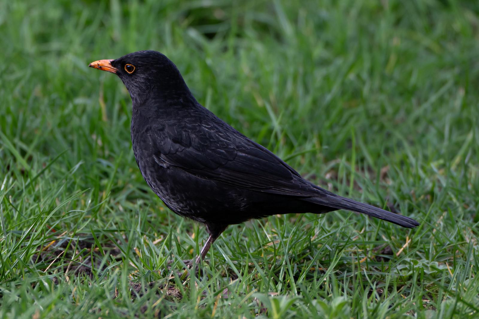 Photo of a blackbird by Stephen Emery wildlife
